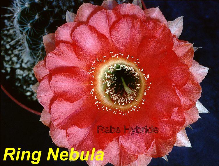 Ring Nebula.jpg 